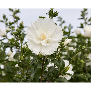 Ibištek sýrsky (Hibiscus syriacus) ´WHITE CHIFON´- výška 150-170 cm, kont. C5L - NA KMIENKU
